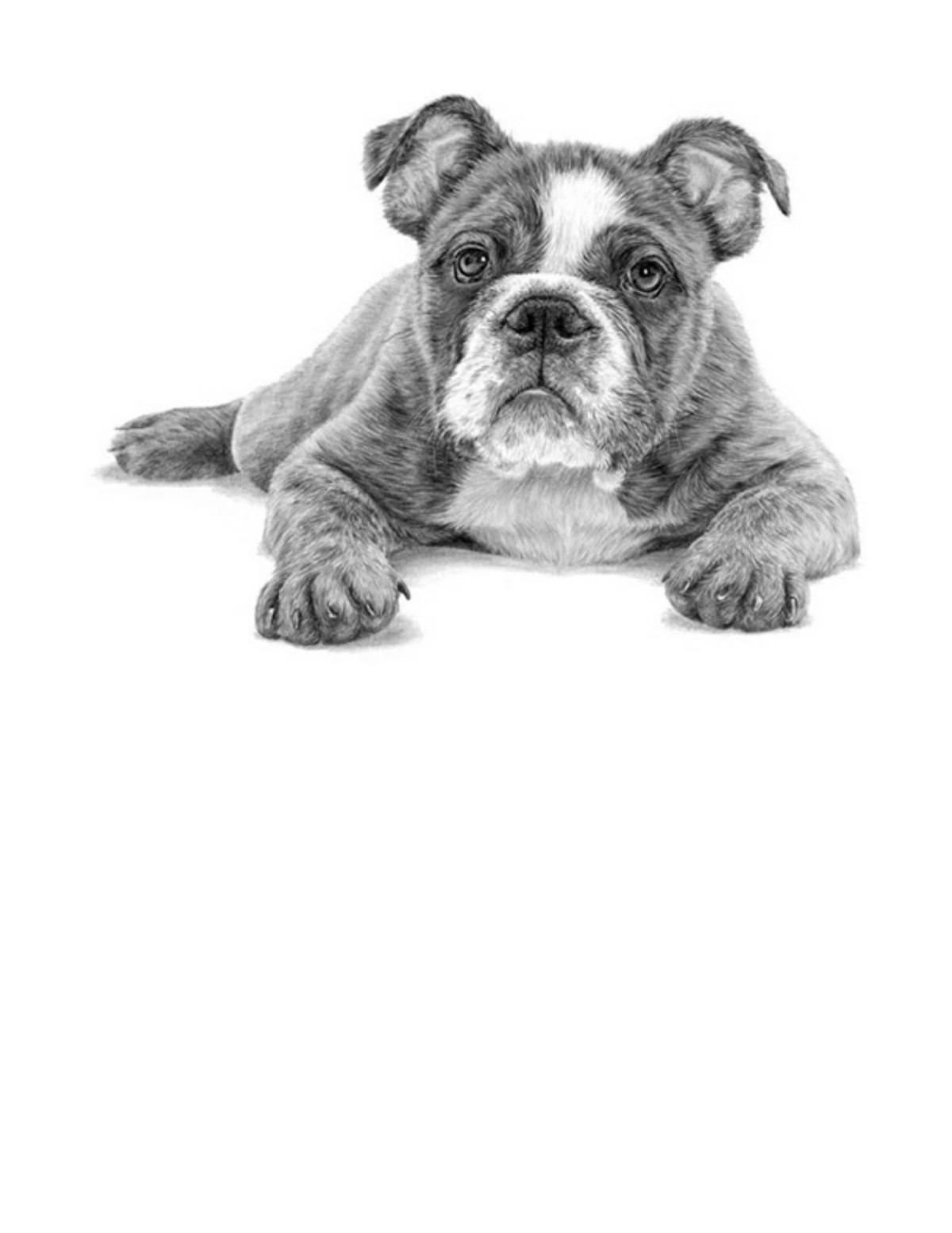 The Art Of Drawing Animals Patricia Getha