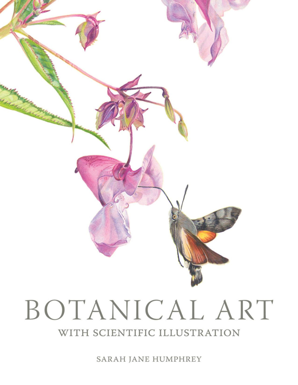 Botanical Art With Scientific Illustration Sarah Jane Humphrey