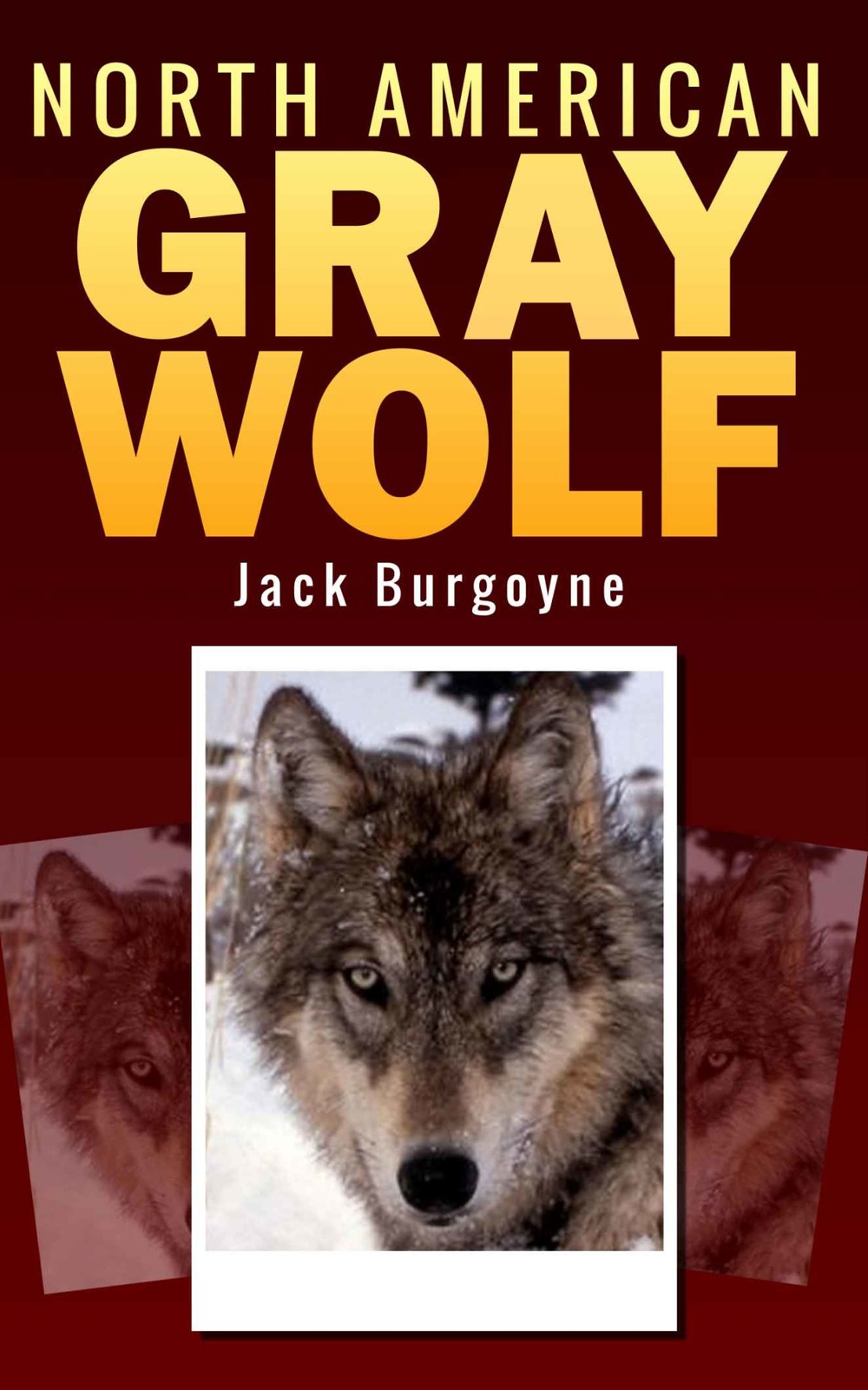 North American Gray Wolf Jack Burgoyne Burgoyne Jack