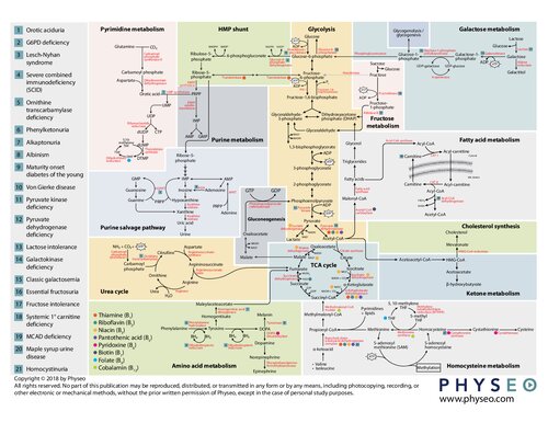 Physeo Biochemistry Map 1st Edition Physeocom