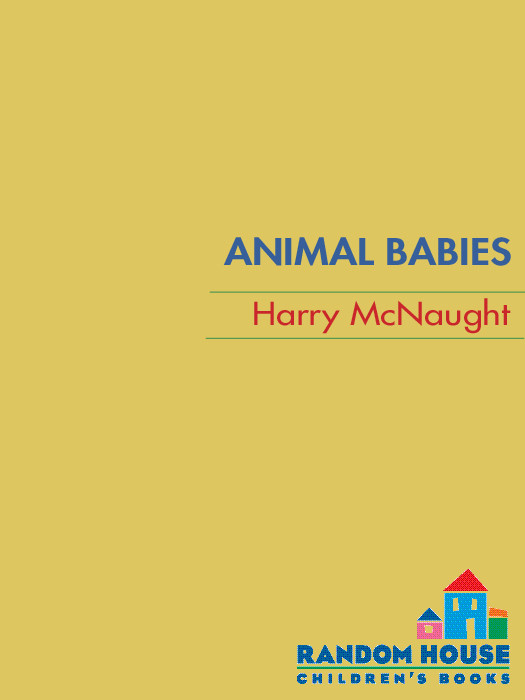 Animal Babies Mcnaught Harry
