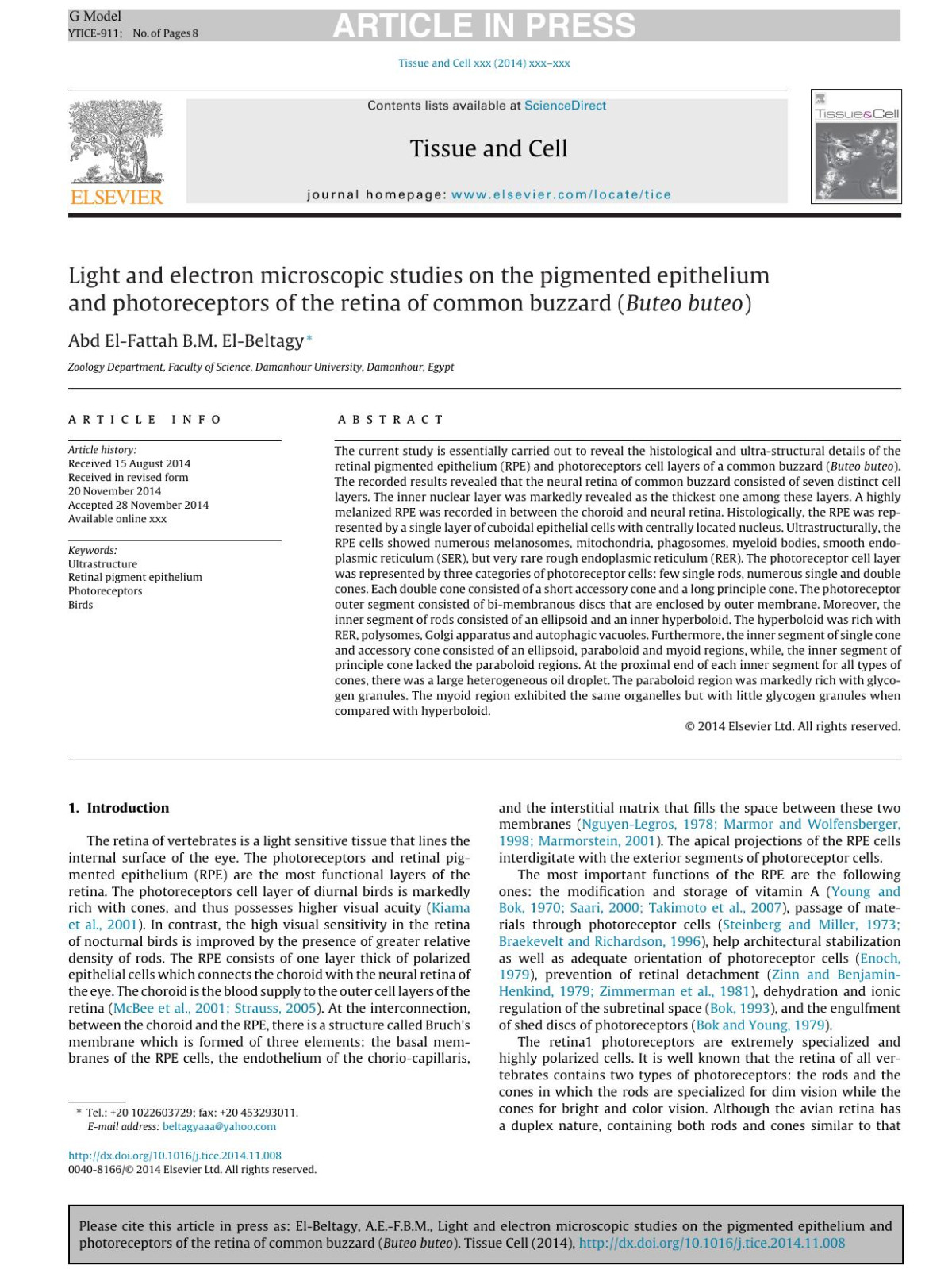 Light And Electron Microscopic Studies On The Pigmented Epithelium And Photoreceptors Of The Retina Of Common Buzzard Buteo Buteo Abd Elfattah Bm Elbeltagy