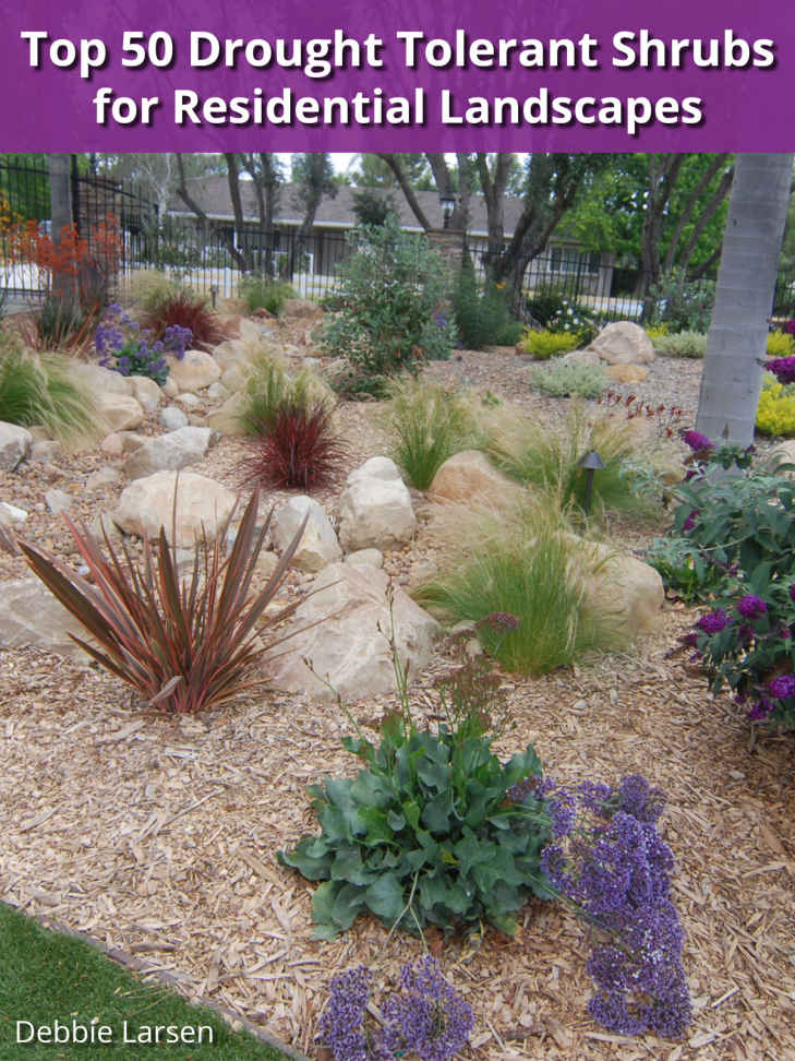 Top 50 Drought Tolerant Shrubs For Residential Landscapes Debbie Larsen