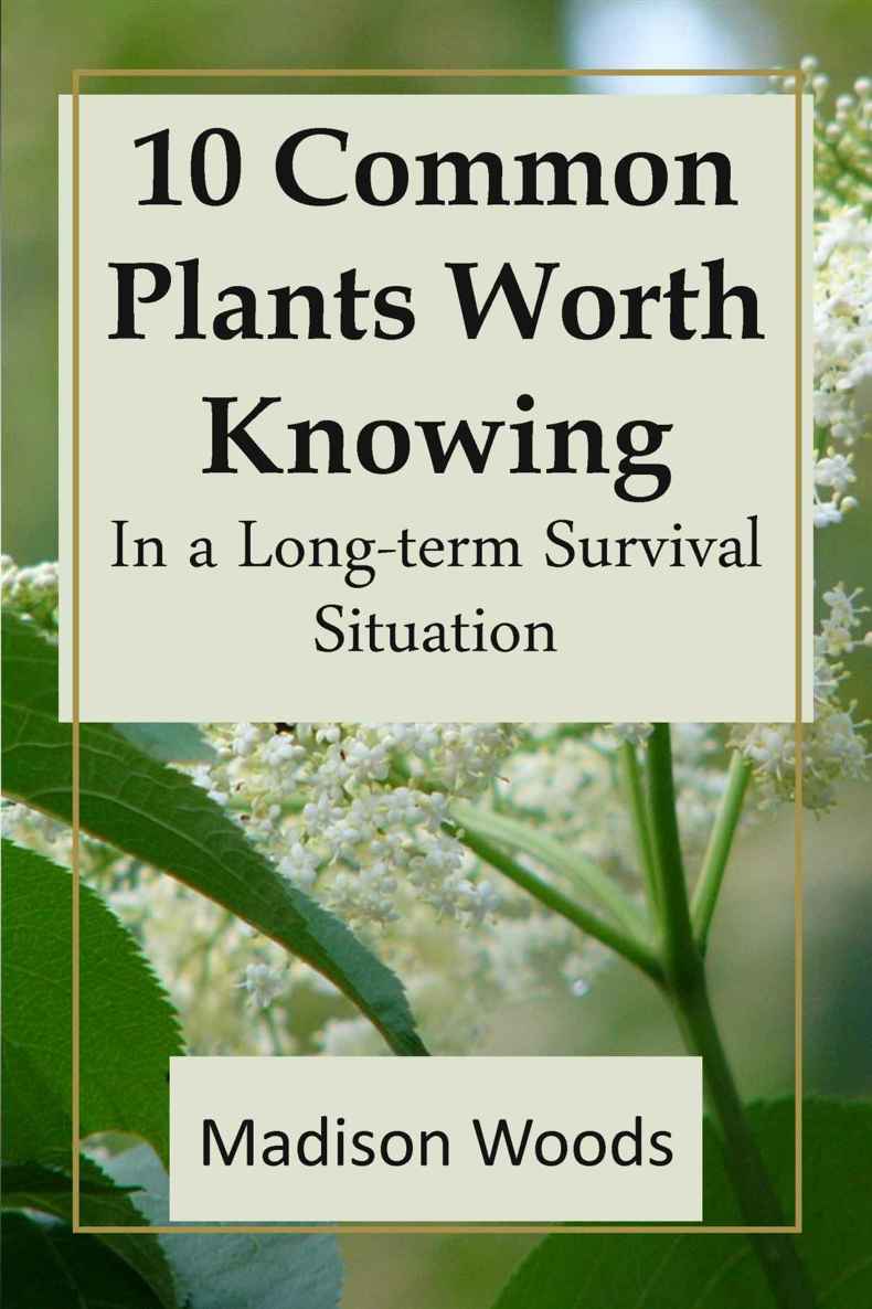 10 Common Plants Worth Knowing In A Longterm Survival Situation Madison Woods