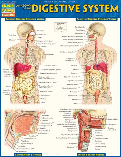 Anatomy Of The Digestive System Quick Study Academic 1st Edition Barcharts