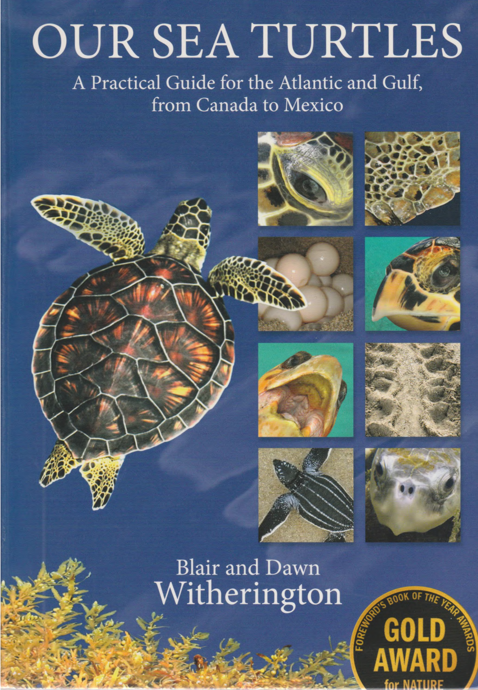 Our Sea Turtles A Practical Guide For The Atlantic And Gulf From Canada To Mexico Blair Witherington
