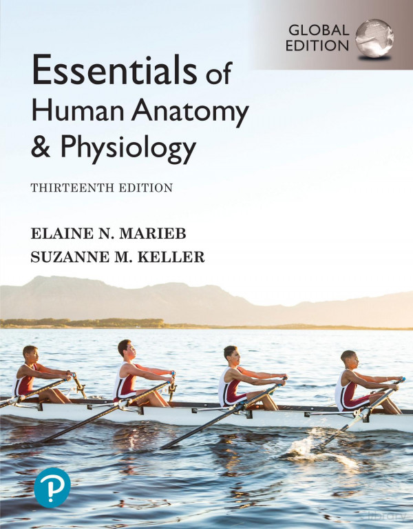 Essentials Of Human Anatomy Physiology Global Edition 13th Edition Elaine N Marieb