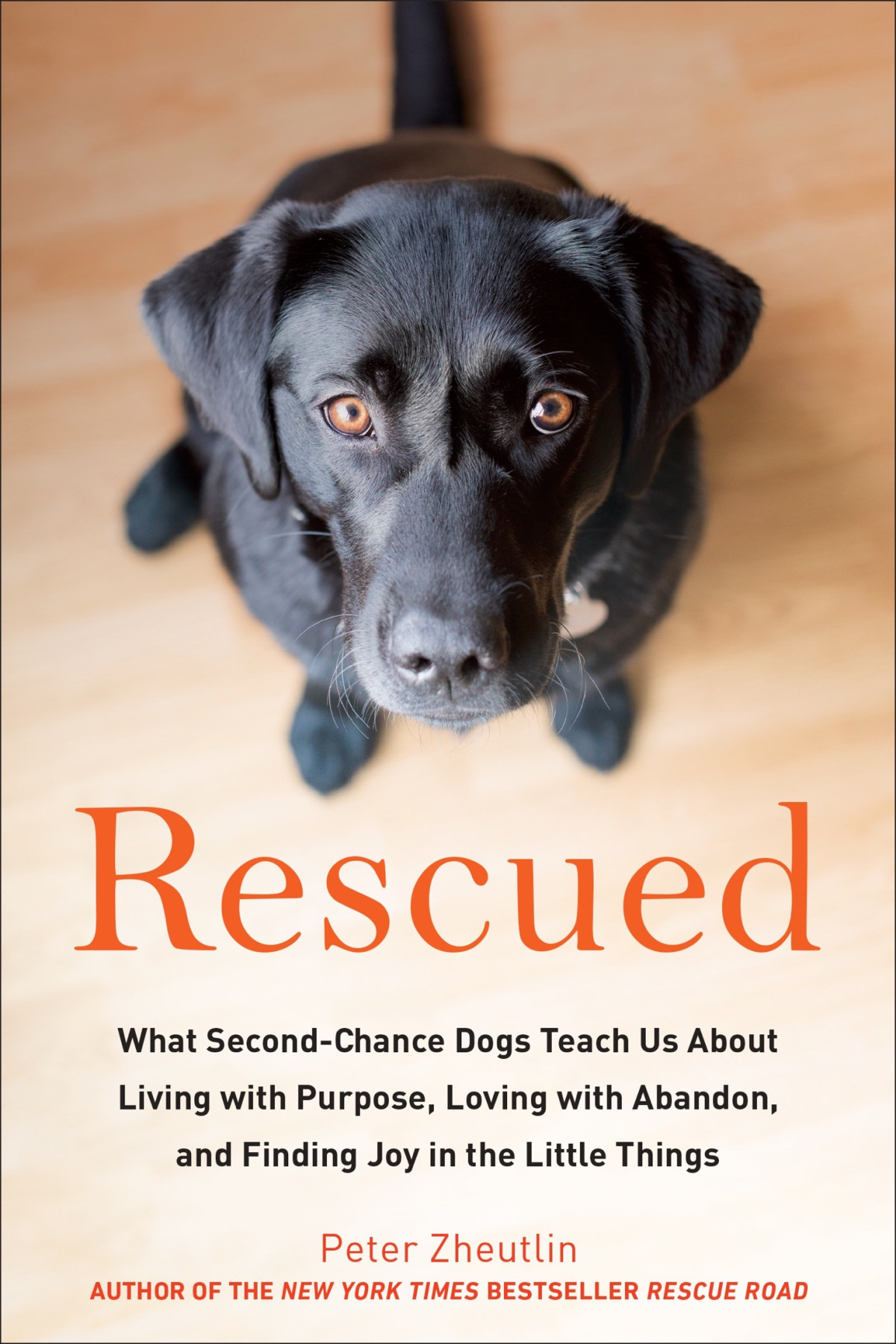Rescued What Secondchance Dogs Teach Us About Living With Purpose Loving With Abandon And Finding Joy In The Little Things Peter Zheutlin