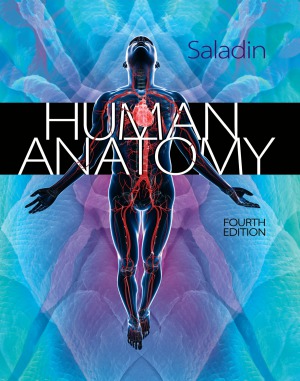 Human Anatomy 4th Edition Kenneth Saladin Stephen Sullivan Christina Gan