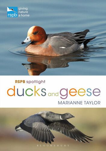 Rspb Spotlight Ducks And Geese Marianne Taylor