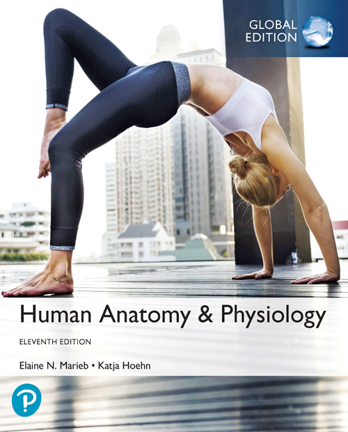 Human Anatomy Elaine N Marieb Katja Hoehn