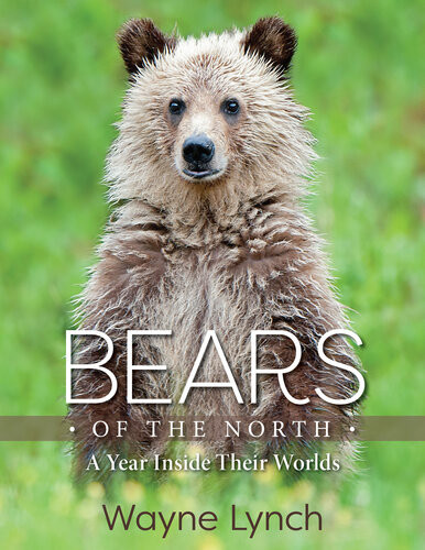 Bears Of The North A Year Inside Their Worlds Lynch Wayne