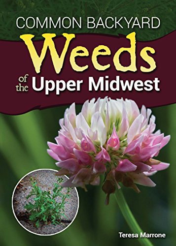 Common Backyard Weeds Of The Upper Midwest Teresa Marrone