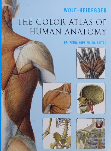 The Color Atlas Of Human Anatomy Wolf Heidegger