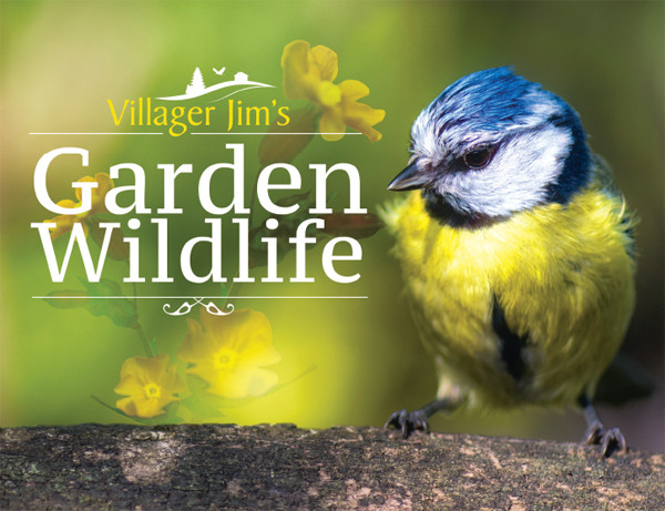 Villager Jims Garden Wildlife Villager Jim
