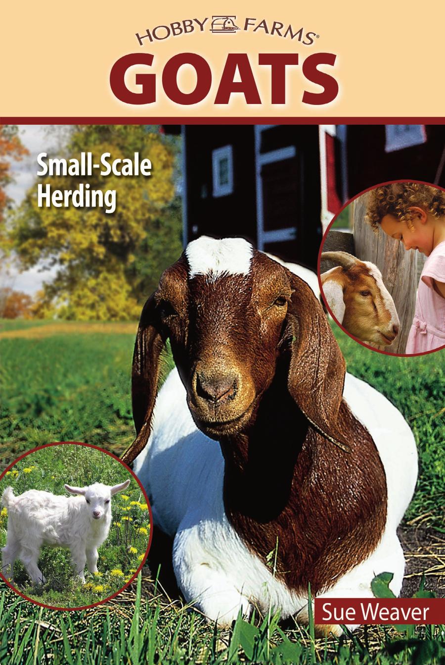 Goats Small Scale Herding Sue Weaver