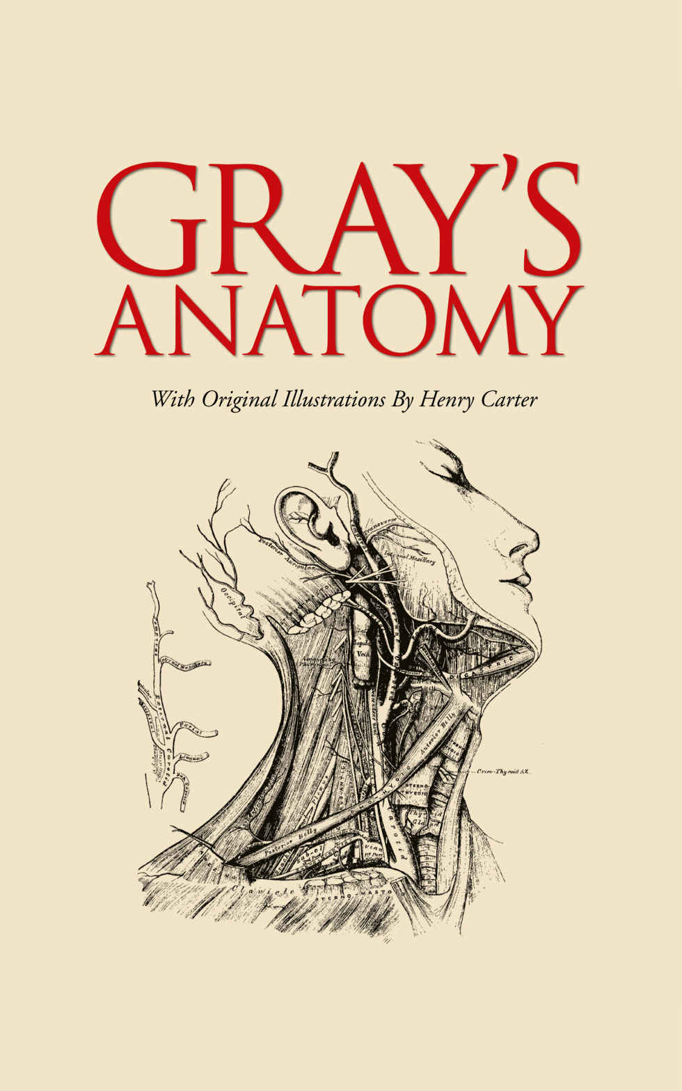 Grays Anatomy Henry Gray