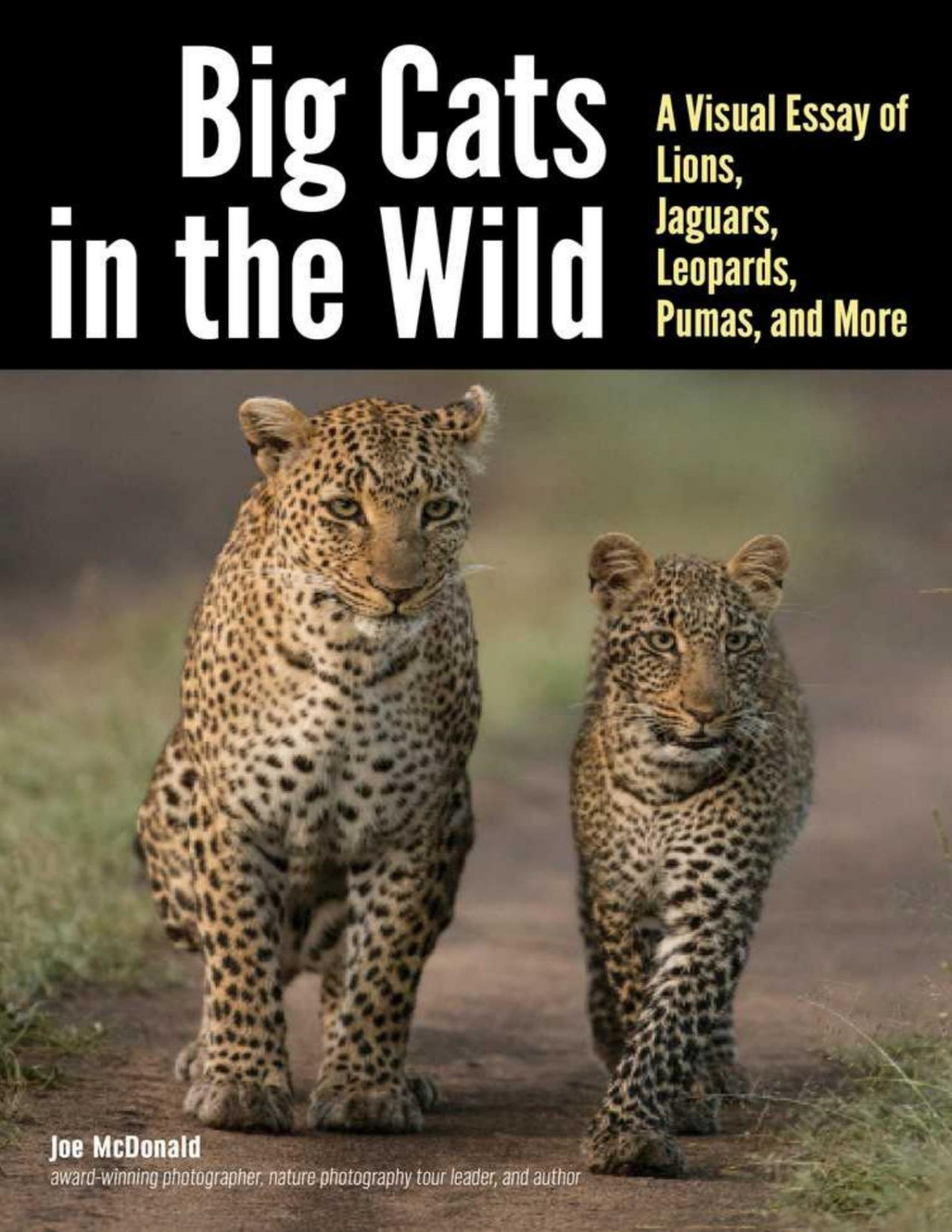 Big Cats In The Wild Joe Mcdonald Mary Ann Mcdonald
