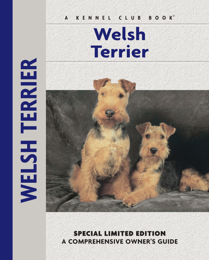 Welsh Terrier Bardi Mclennan