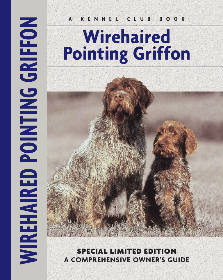 Wirehaired Pointing Griffon Nikki Moustaki