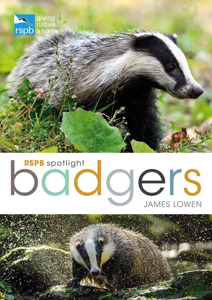 Rspb Spotlight Badgers James Lowen