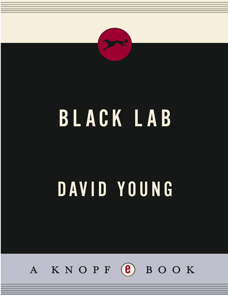 Black Lab David Young