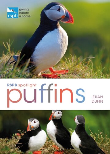 Rspb Spotlight Puffins Euan Dunn