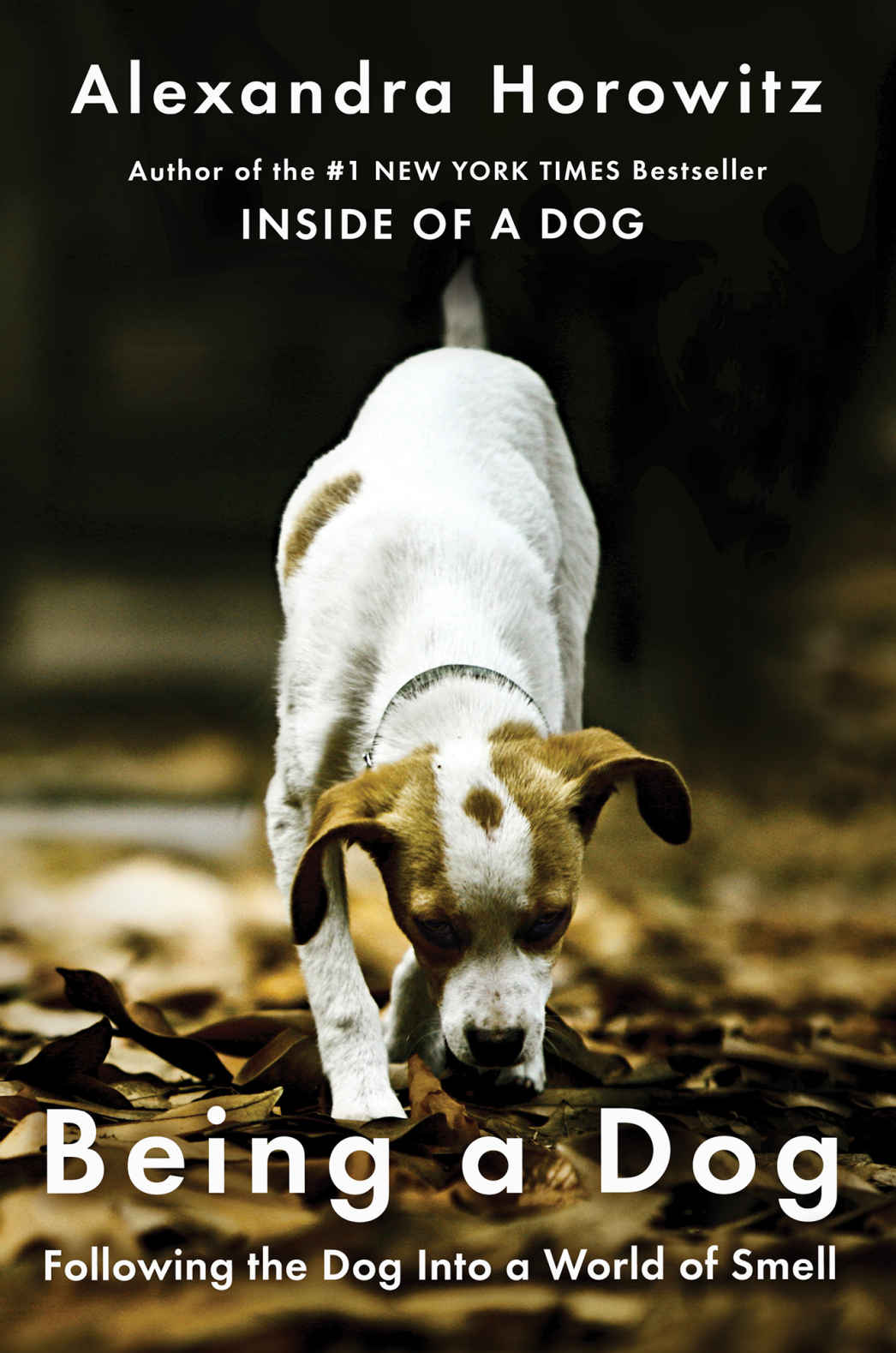 Being A Dog Following The Dog Into A World Of Smell Alexandra Horowitz