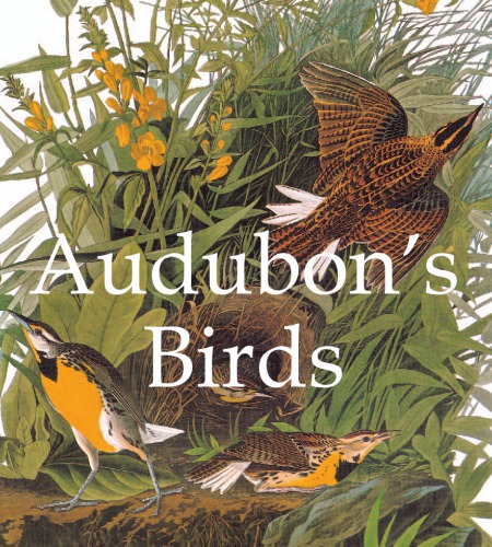 Audubons Birds John James Audubon