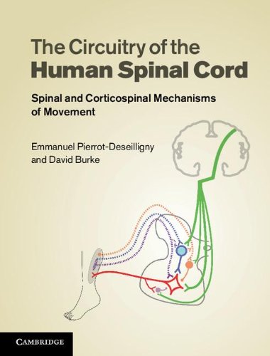 The Circuitry Of The Human Spinal Cord Neuroplasticity And Corticospinal Mechanisms 1st Emmanuel Pierrotdeseilligny D J Burke