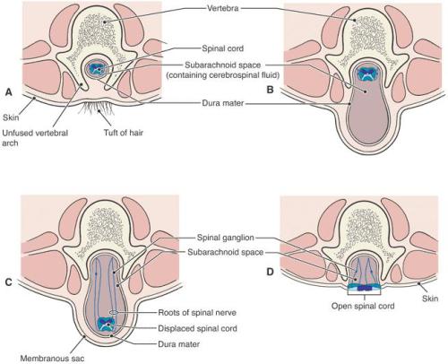 Fundamental Anatomy W Hartwig