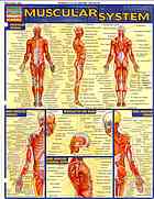 Muscular System Vincent Perez
