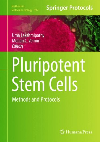 Pluripotent Stem Cells Methods And Protocols 1st Edition Michal Amit Auth