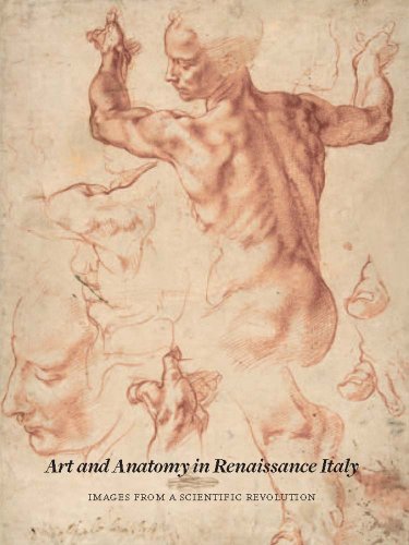 Art And Anatomy In Renaissance Italy Images From A Scientific Revolution Domenico Laurenza