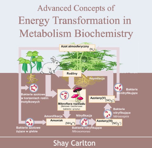 Advanced Concepts Of Energy Transformation In Metabolism Biochemistry Shay Carlton
