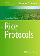 Rice Protocols 1st Edition Xueyan Sha Auth Yinong Yang Eds