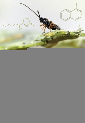 Chemical Ecology Of Insect Parasitoids Eric Wajnberg Stefano Colazza