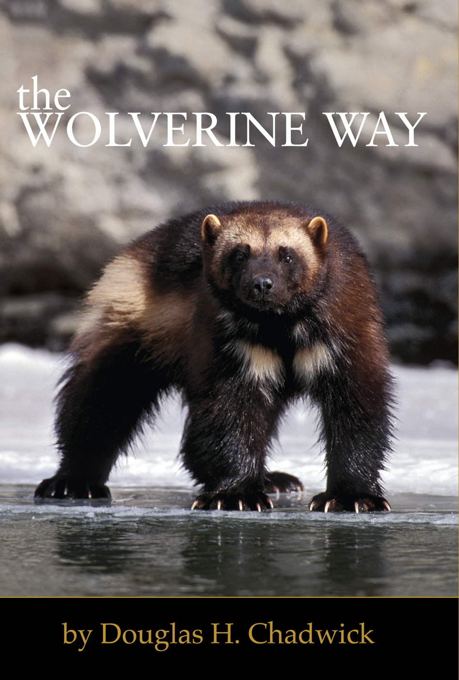 The Wolverine Way Douglas H Chadwick