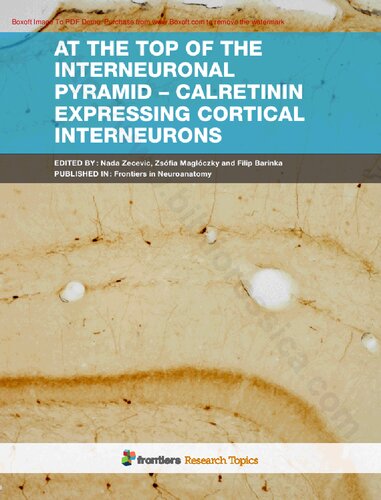 At The Top Of The Interneuronal Pyramid Calretinin Expressing Cortical Interneurons Nada Zecevic