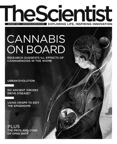 The Scientist The Scientist