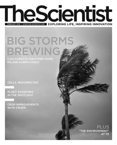 The Scientist The Scientist