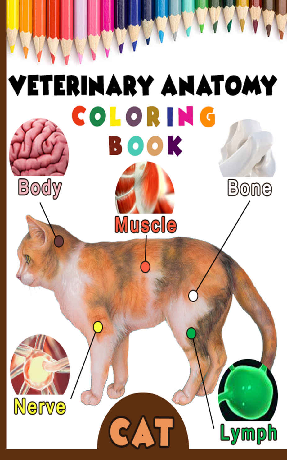 Veterinary Anatomy Coloring Book Cat Anatomy Veterinary Physiology Workbook Noum