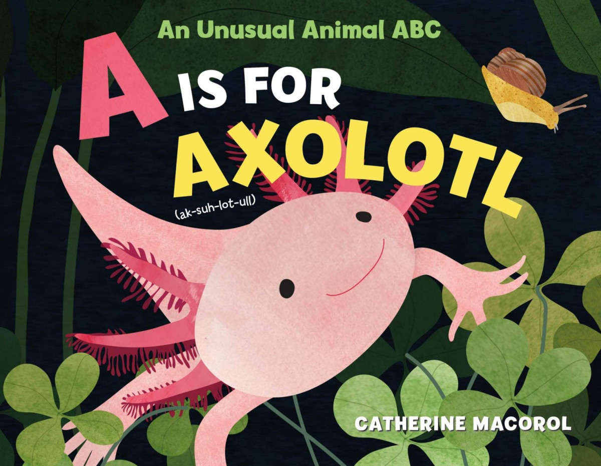 A Is For Axolotl An Unusual Animal Abc Catherine Macorol
