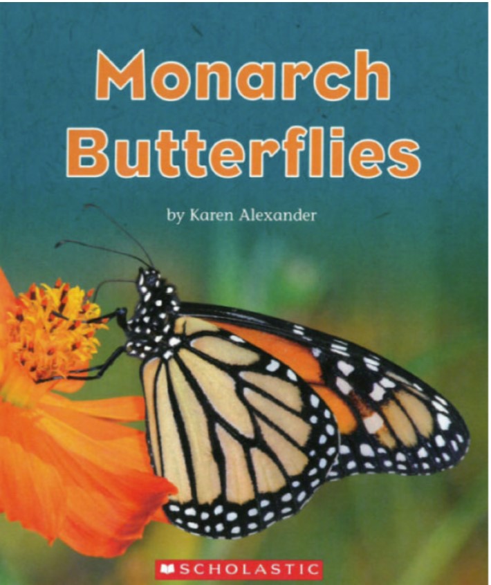 Monarch Butterflies Karen Alexander