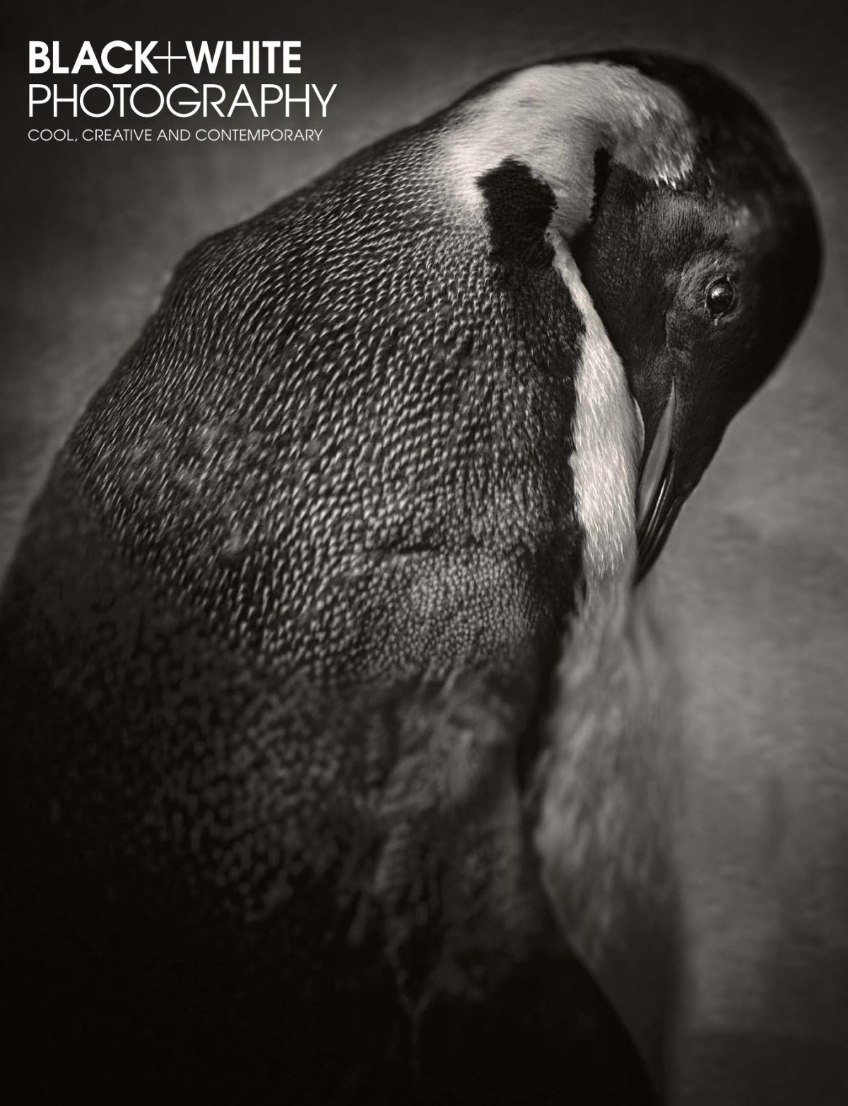 Black White Photography Issue 187 March 2016 Elizabeth Roberts Editor In Chief