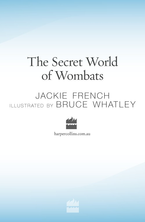 Wombat 01 The Secret World Of Wombats French Jackie Whatley