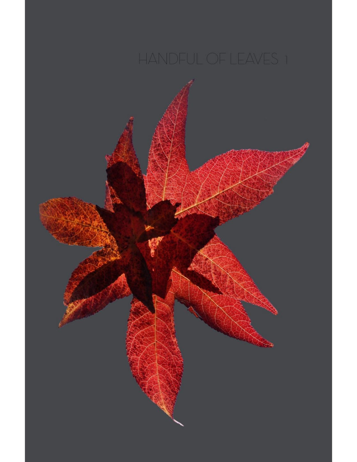 Handful Of Leaves Volume One An Anthology From The Dgha Nikya Thanissaro Bhikkhu