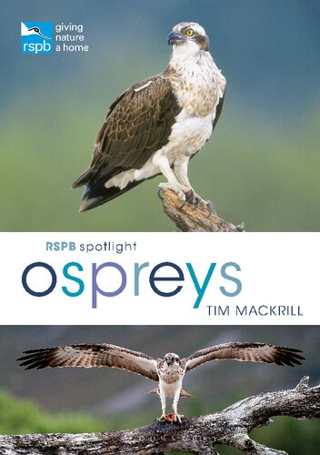 Rspb Spotlight Osprey Tim Mackrill