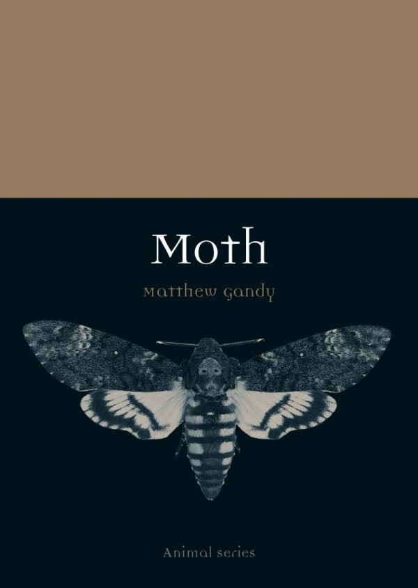 Moth Matthew Gandy