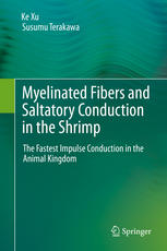 Myelinated Fibers And Saltatory Conduction In The Shrimp The Fastest Impulse Conduction In The Animal Kingdom 1st Edition Ke Xu